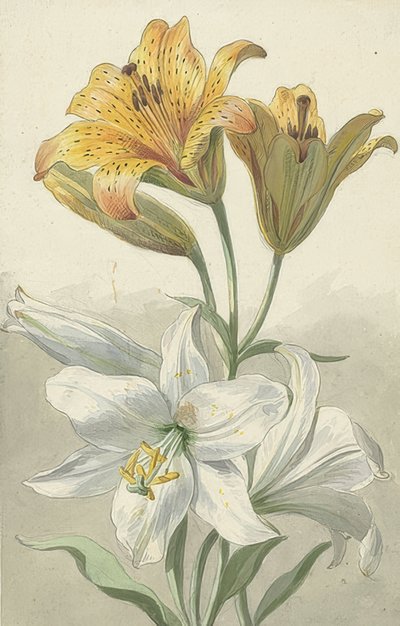 Lirios amarillos y blancos de Willem van Leen