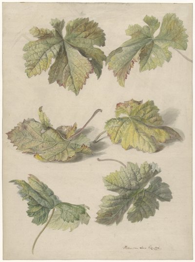 Estudios de las hojas de la vid de Willem van Leen