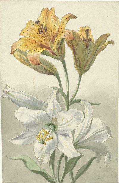 Lirios amarillos y blancos
Dos tipos de lirios de Willem van Leen
