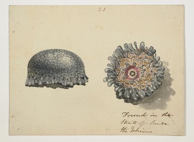 WD 961 f.21 de William Alexander