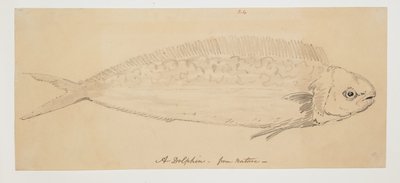 WD 961 f.24 de William Alexander