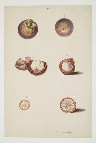 WD 961 f.25 de William Alexander