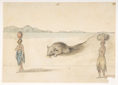 f.3 16 Ratón. Habitantes probablemente de St. Jago. En el reverso: pulpo. ‘Vientre del mismo pez. El boceto marcado con una F pertenece a esto.  de un álbum de 372 dibujos de paisajes, costas, disfraces y la vida cotidiana realizados durante la embajada de de William Alexander