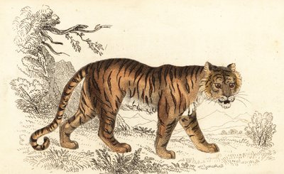 Tigre de Bengala, Panthera tigris tigris.,1834 (grabado) de William Alexander Forbes