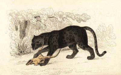 Jaguar negro, Fanthera pardus.,1834 (grabado) de William Alexander Forbes