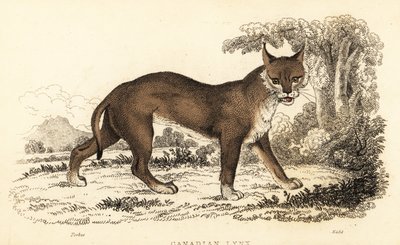 Lince canadiense, Lynx canadensis.,1834 (grabado) de William Alexander Forbes