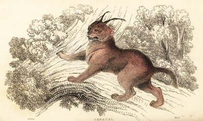 Caracal, Caracal caracal.,1834 (grabado) de William Alexander Forbes
