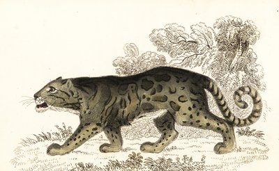 Leopardo nublado, Neofelis nebulosa.,1834 (grabado) de William Alexander Forbes