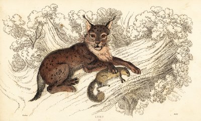 Lince euroasiático, Lynx lynx.,1834 (grabado) de William Alexander Forbes