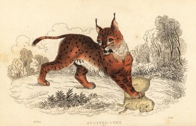 Lince euroasiático, Lynx lynx.,1834 (grabado) de William Alexander Forbes