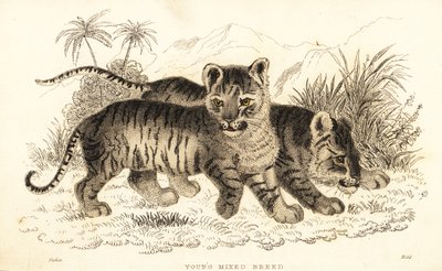Cachorros de león y tigre híbridos. ,1834 (grabado) de William Alexander Forbes