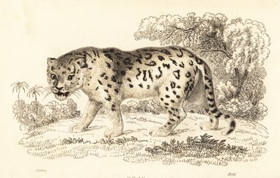 Jaguar, Panthera onca.,1834 (grabado) de William Alexander Forbes
