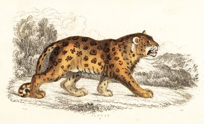 Jaguar, Panthera onca.,1834 (grabado) de William Alexander Forbes