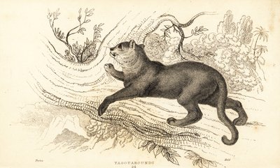 Jaguarundi, Puma yagouaroundi.,1834 (grabado) de William Alexander Forbes