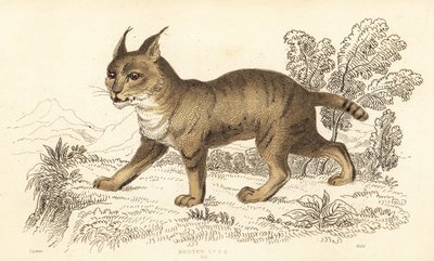 Gato de la selva, Felis chaus. ,1834 (grabado) de William Alexander Forbes
