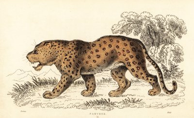 Leopardo, Panthera pardus, vulnerable, 1834 (grabado) de William Alexander Forbes