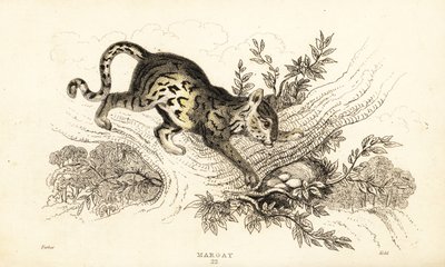 Margay, Leopardus wiedii.,1834 (grabado) de William Alexander Forbes