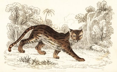 Margay, Leopardus wiedii catenata. ,1834 (grabado) de William Alexander Forbes