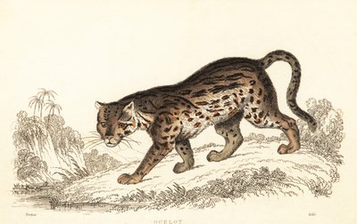 Ocelote, Leopardus pardalis.,1834 (grabado) de William Alexander Forbes