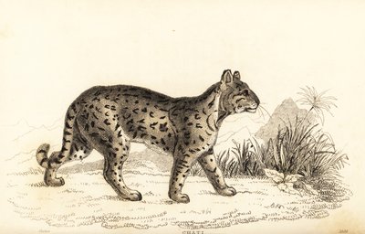 Ocelote, Leopardus pardalis mitis. ,1834 (grabado) de William Alexander Forbes