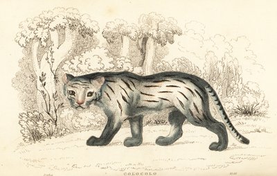 Gato de las pampas o pantanal, Leopardus colocola. ,1834 (grabado) de William Alexander Forbes