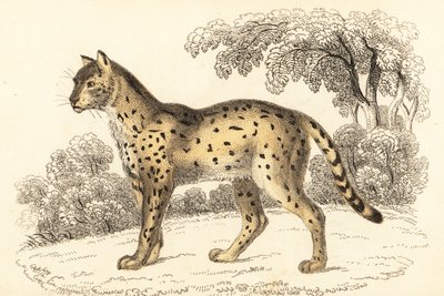 Serval, Leptailurus serval.,1834 (grabado) de William Alexander Forbes
