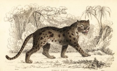 Gato leopardo de Sunda, Prionailurus bengalensis subsp. sumatranus. ,1834 (grabado) de William Alexander Forbes
