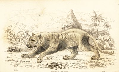 Tigre blanco, Panthera tigris tigris. En peligro de extinción. ,1834 (grabado) de William Alexander Forbes