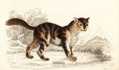 Gato salvaje de carey de Sudamérica, Felis catus. ,1834 (grabado) de William Alexander Forbes