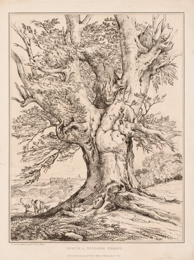 Beech in Windsor Forest de William Alfred Delamotte