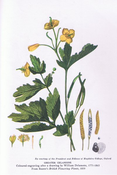 Celandina mayor, Naturaleza en Gran Bretaña publicada por Collins de William Alfred Delamotte