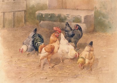 Pollos de William Baptiste Baird