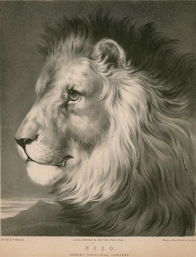 Nero el león, Jardines Zoológicos de Surrey, Londres de William Barraud