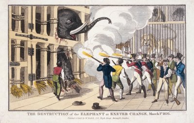La destrucción del elefante destruido en Exeter 