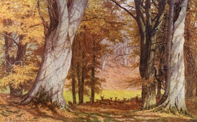 The Wilberforce Oak, Holwood Park, Keston (litografía en color) de William Biscombe Gardner