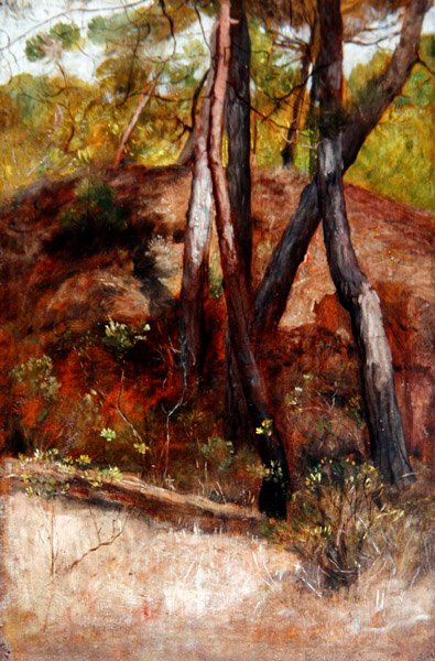 Árboles en Bocca d