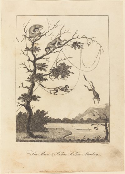 Los monos Mecoo y Kisbee Kishee de William Blake after John Gabriel Stedman