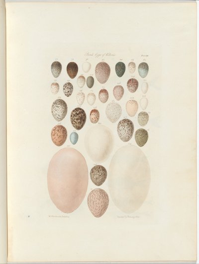 Huevos de aves de Victoria. El folio inédito Australia Terra Cognita por William Blandowski. 1855-56 de William Blandowski