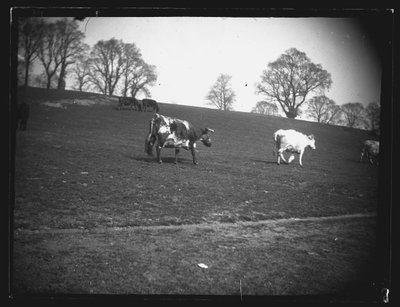 Campo de Cantera, Rumney, Cardiff, 1892 de William Booth