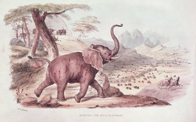 Cazando el elefante salvaje, ilustración de 