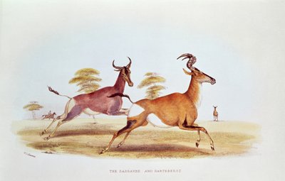 El Sassaybe y el Hartebeest, ilustración de 