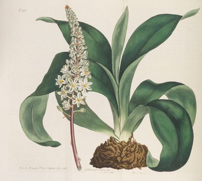 Revista Botánica, 1787-1833 de William Curtis
