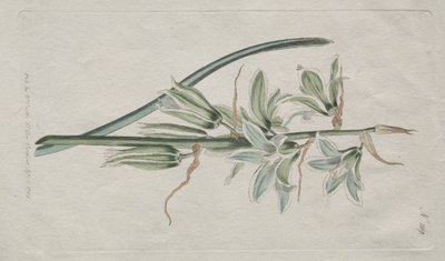 La revista botánica o el jardín de flores exhibido: Estrella de Belén de William Curtis
