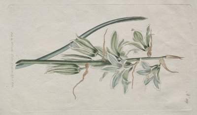La revista botánica o jardín de flores exhibido: Estrella de Belén, 1794 de William Curtis