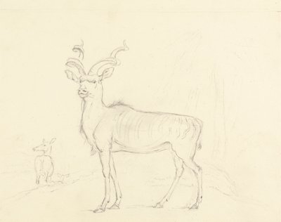 El Koodoo de William Daniell