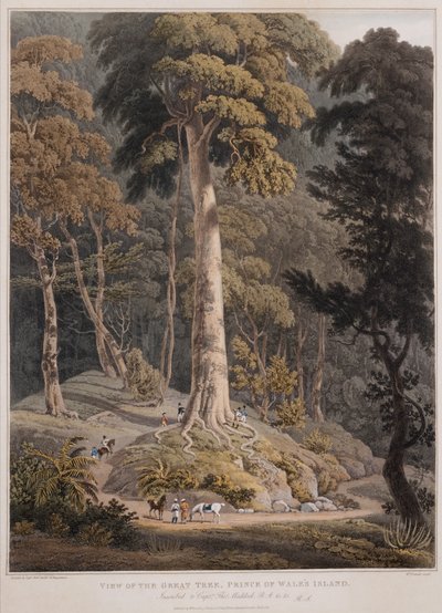 Vista del Gran Árbol, Isla del Príncipe de Gales de William Daniell