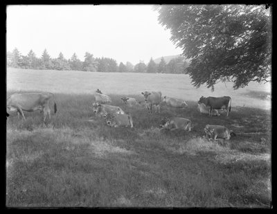 Vacas descansando bajo un árbol, probablemente la granja McCready, condado de Crawford, Pensilvania, c.1913 de William Davis Hassler