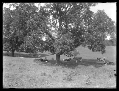 Vacas descansando bajo un árbol, probablemente la Granja McCready, Condado de Crawford, Pensilvania, c.1913 de William Davis Hassler
