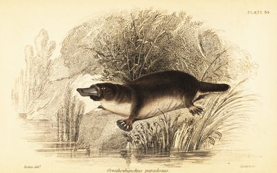 Ornitorrinco, Ornithorhynchus anatinus.,1841 (grabado) de William Dickes
