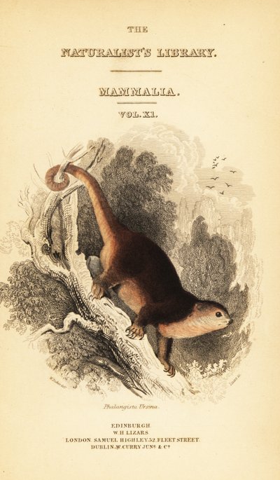 El cuscus del oso de Sulawesi, Ailurops ursinus. , 1841 (grabado) de William Dickes